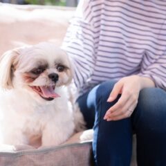 犬の生活の質を上げる看護のポイント