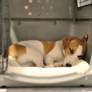 愛犬にハウスを教えよう!災害時にも有効