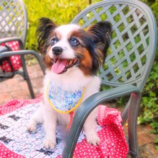 愛犬とドッグカフェへ行くときの知っておきたいルール