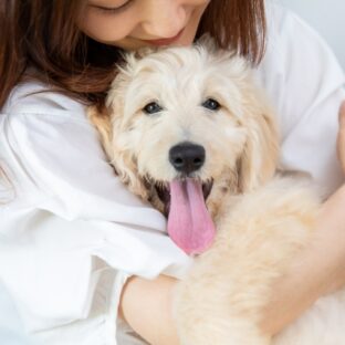 犬との絆を深めるハンドリングとは?必要性と教え方も解説