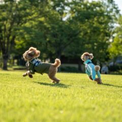 【小型犬・中型犬】ハーネスのサイズ選びの不安はこれを知れば解決