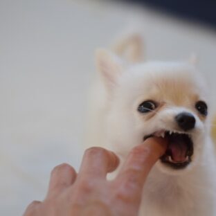 実はとっても大切！犬の甘噛み対策