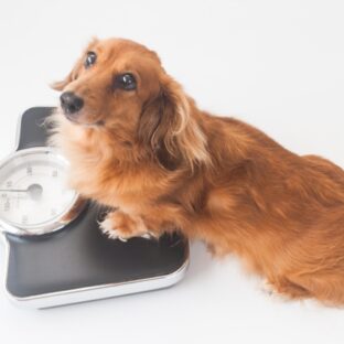犬の肥満チェックと改善方法