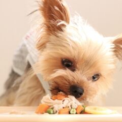 愛犬喜ぶ！手作りフード