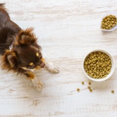 愛犬のご飯のお悩みQ&A～食べない・フードについて～