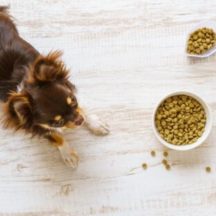 愛犬のご飯のお悩みQ&A～食べない・フードについて～