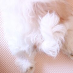 犬の毛質別ブラッシング