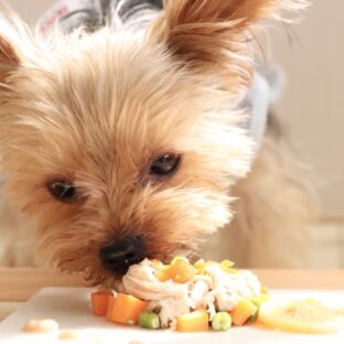 愛犬へ手作りご飯！初心者さんが気になるQ&A