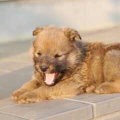 手作り犬ご飯のポイント～子犬・離乳期～
