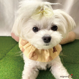 非公開: お菓子なくまさんケープ