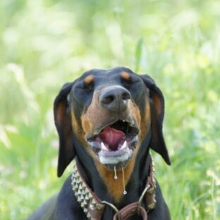 【犬のよだれ】原因とよだれやけ対策