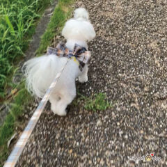 犬用かわいくておしゃれなハーネス3選