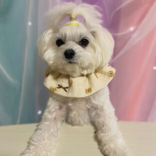 犬のよだれの原因とよだれ焼け予防